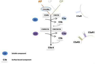 Complement Inhibitors in Clinical Trials for Glomerular Diseases